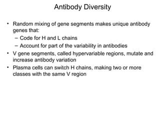 • Random mixing of gene segments makes unique antibody
genes that:
– Code for H and L chains
– Account for part of the variability in antibodies
• V gene segments, called hypervariable regions, mutate and
increase antibody variation
• Plasma cells can switch H chains, making two or more
classes with the same V region
Antibody Diversity
 