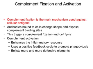 • Complement fixation is the main mechanism used against
cellular antigens
• Antibodies bound to cells change shape and expose
complement binding sites
• This triggers complement fixation and cell lysis
• Complement activation:
– Enhances the inflammatory response
– Uses a positive feedback cycle to promote phagocytosis
– Enlists more and more defensive elements
Complement Fixation and Activation
 