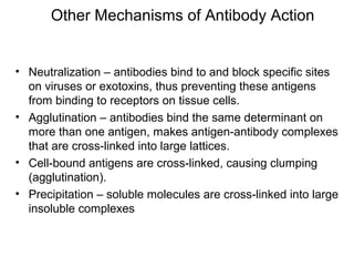 • Neutralization – antibodies bind to and block specific sites
on viruses or exotoxins, thus preventing these antigens
from binding to receptors on tissue cells.
• Agglutination – antibodies bind the same determinant on
more than one antigen, makes antigen-antibody complexes
that are cross-linked into large lattices.
• Cell-bound antigens are cross-linked, causing clumping
(agglutination).
• Precipitation – soluble molecules are cross-linked into large
insoluble complexes
Other Mechanisms of Antibody Action
 