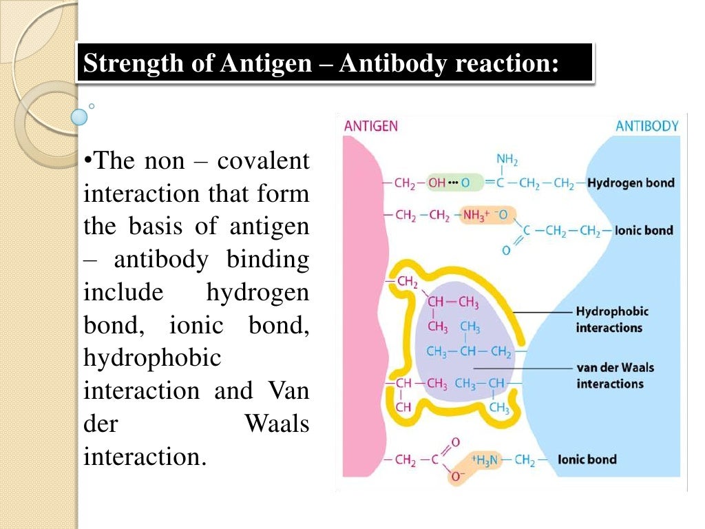 Antigen and antibody reaction