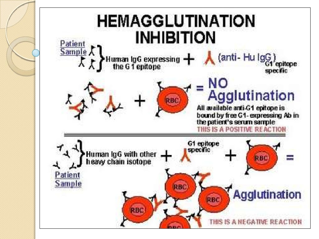 Antigen and antibody reaction