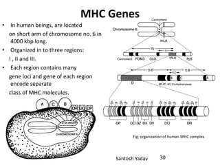 Santosh Yadav
MHC Genes
• In human beings, are located
on short arm of chromosome no. 6 in a
4000 kbp long.
• Organized in to three regions:
I , II and III.
• Each region contains many
gene loci and gene of each region
encode separate
class of MHC molecules.
Fig: organization of human MHC complex
30
 