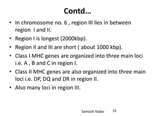 Santosh Yadav
Contd…
• In chromosome no. 6 , region III lies in between
region I and II.
• Region I is longest (2000kbp).
• Region II and III are short ( about 1000 kbp).
• Class I MHC genes are organized into three main loci
i.e. A , B and C in region I.
• Class II MHC genes are also organized into three main
loci i.e. DP, DQ and DR in region II.
• Also many loci in region III.
31
 