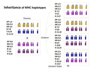 Santosh Yadav
Inheritance of MHC haplotypes
B C ADP DQ DR
B C ADP DQ DR
B C ADP DQ DR
B C ADP DQ DR
X
Parents
DP-1,2
DQ-3,4
DR-5,6
B-7,8
C-9,10
A-11,12
DP-9,8
DQ-7,6
DR-5,4
B-3,2
C-1,8
A-9,10
DP-1,8
DQ-3,6
DR-5,4
B-7,2
C-9,8
A-11,10
DP-1,9
DQ-3,7
DR-5,5
B-7,3
C-9,1
A-11,9
DP-2,8
DQ-4,6
DR-6,4
B-8,2
C-10,8
A-12,10
DP-2,9
DQ-4,7
DR-6,5
B-8,3
C-10,10
A-12,9
B C ADP DQ DR
B C ADP DQ DR
B C ADP DQ DR
B C ADP DQ DR
B C ADP DQ DR
B C ADP DQ DR
B C ADP DQ DR
B C ADP DQ DR
Children
36
 