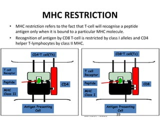 Santosh Yadav
MHC RESTRICTION
• MHC restriction refers to the fact that T-cell will recognise a peptide
antigen only when it is bound to a particular MHC molecule.
• Recognition of antigen by CD8 T-cell is restricted by class I alleles and CD4
helper T-lymphocytes by class II MHC.
CD4+T cell(Th) CD8+T cell(Tc)
T cell
Receptor
Peptide
MHC
Class II
T cell
Receptor
Peptide
MHC
Class I
Antigen Presenting
Cell
Antigen Presenting
Cell
CD4 CD8
39
 