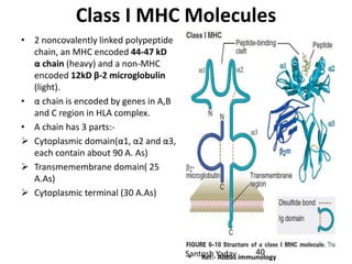 Santosh Yadav
Class I MHC Molecules
• 2 noncovalently linked polypeptide
chain, an MHC encoded 44-47 kD
α chain (heavy) and a non-MHC
encoded 12kD β-2 microglobulin
(light).
• α chain is encoded by genes in A,B
and C region in HLA complex.
• Α chain has 3 parts:-
 Cytoplasmic domain(α1, α2 and α3,
each contain about 90 A. As)
 Transmemembrane domain( 25
A.As)
 Cytoplasmic terminal (30 A.As)
• Ref:- Abbas immunology
40
 