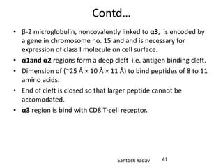 Santosh Yadav
Contd…
• β-2 microglobulin, noncovalently linked to α3, is encoded by
a gene in chromosome no. 15 and and is necessary for
expression of class I molecule on cell surface.
• α1and α2 regions form a deep cleft i.e. antigen binding cleft.
• Dimension of (~25 Å × 10 Å × 11 Å) to bind peptides of 8 to 11
amino acids.
• End of cleft is closed so that larger peptide cannot be
accomodated.
• α3 region is bind with CD8 T-cell receptor.
41
 