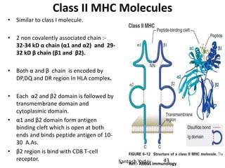 Santosh Yadav
Class II MHC Molecules
• Similar to class I molecule.
• 2 non covalently associated chain :-
32-34 kD α chain (α1 and α2) and 29-
32 kD β chain (β1 and β2).
• Both α and β chain is encoded by
DP,DQ and DR region In HLA complex.
• Each α2 and β2 domain is followed by
transmembrane domain and
cytoplasmic domain.
• α1 and β2 domain form antigen
binding cleft which is open at both
ends and binds peptide antigen of 10-
30 A.As.
• β2 region is bind with CD8 T-cell
receptor.
• Ref:- Abbas immunology
43
 