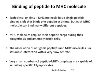 Santosh Yadav
Binding of peptide to MHC molecule
• Each class I or class II MHC molecule has a single peptide-
binding cleft that binds one peptide at a time, but each MHC
molecule can bind many different peptides.
• MHC molecules acquire their peptide cargo during their
biosynthesis and assembly inside cells.
• The association of antigenic peptides and MHC molecules is a
saturable interaction with a very slow off-rate.
• Very small numbers of peptide-MHC complexes are capable of
activating specific T lymphocytes.
46
 