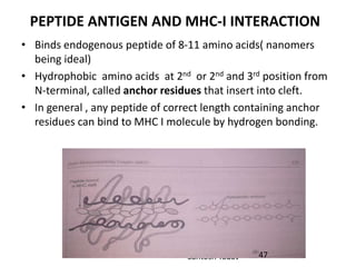 Santosh Yadav
PEPTIDE ANTIGEN AND MHC-I INTERACTION
• Binds endogenous peptide of 8-11 amino acids( nanomers
being ideal)
• Hydrophobic amino acids at 2nd or 2nd and 3rd position from
N-terminal, called anchor residues that insert into cleft.
• In general , any peptide of correct length containing anchor
residues can bind to MHC I molecule by hydrogen bonding.
47
 