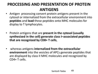 Santosh Yadav
PROCESSING AND PRESENTATION OF PROTEIN
ANTIGENS
• Antigen processing convert protein antigens present in the
cytosol or internalized from the extracellular environment into
peptides and load these peptides onto MHC molecules for
display to T lymphocytes.
• Protein antigens that are present in the cytosol (usually
synthesized in the cell) generate class I–associated peptides
that are recognized by CD8+ T cells,
• whereas antigens internalized from the extracellular
environment into the vesicles of APCs generate peptides that
are displayed by class II MHC molecules and recognized by
CD4+ T cells.
49
 