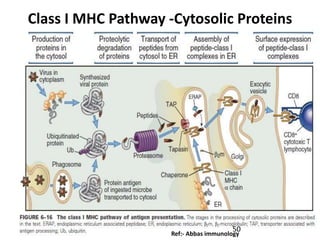 Santosh Yadav
Class I MHC Pathway -Cytosolic Proteins
Ref:- Abbas immunology
50
 