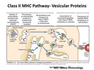 Santosh Yadav
Class II MHC Pathway- Vesicular Proteins
• Ref:- Abbas immunology51
 