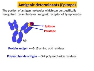 antigen & antibodies.pptx functions of antibodies | PPTX
