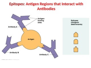 antigen & antibodies.pptx functions of antibodies | PPTX