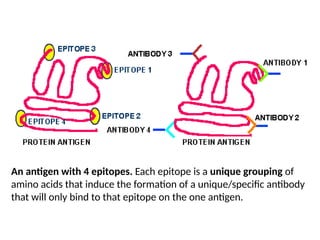 antigen & antibodies.pptx functions of antibodies | PPTX