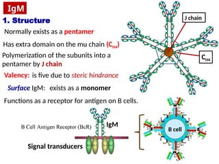 antigen & antibodies.pptx functions of antibodies | PPTX