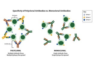 antigen & antibodies.pptx functions of antibodies | PPTX