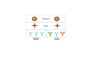 antigen & antibodies.pptx functions of antibodies | PPTX