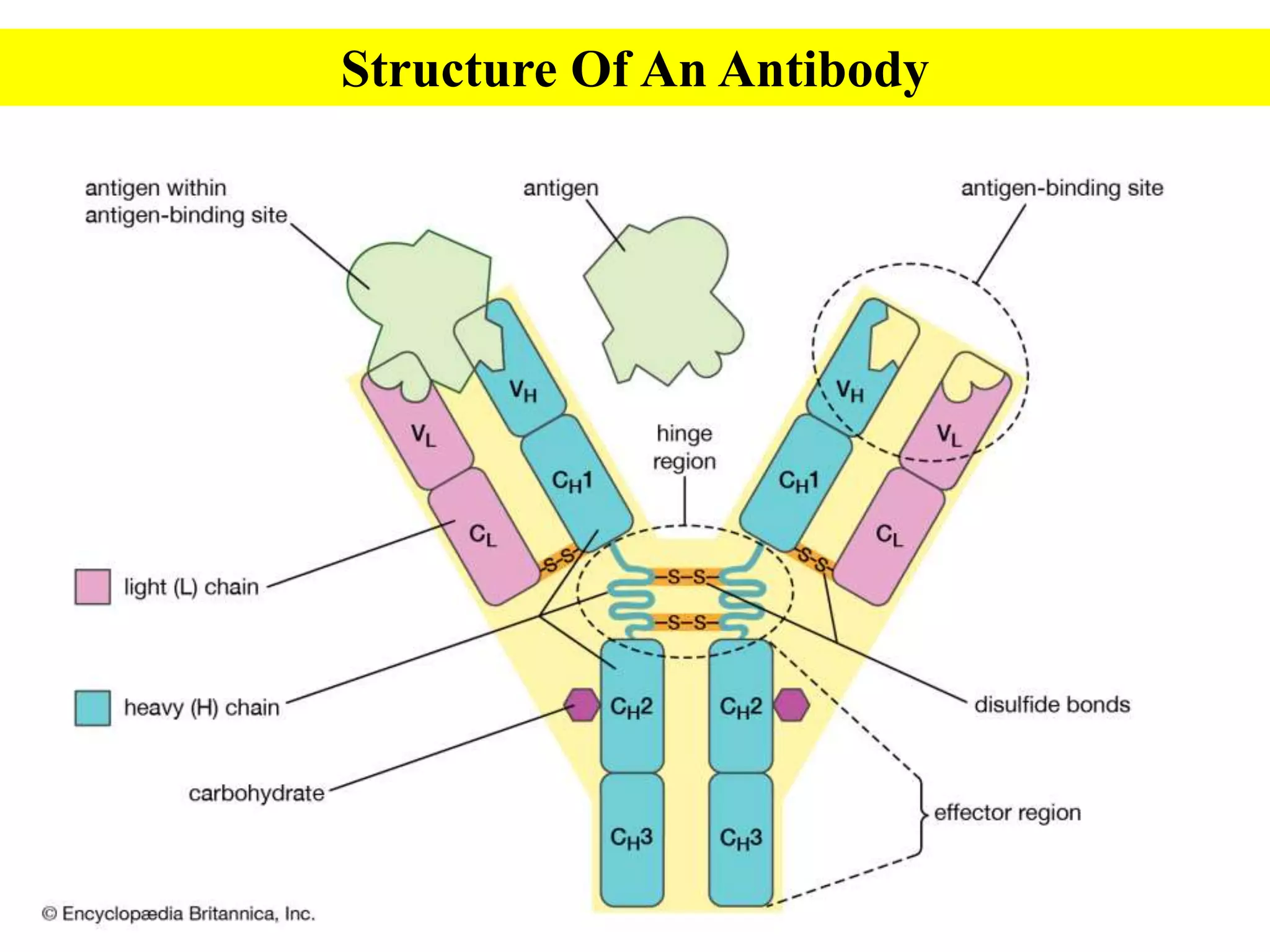 Antigens & Antibodies- All you have to know | PPTX