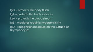 IgG – protects the body fluids
IgA – protects the body surfaces
IgM – protects the blood stream
IgE – mediates reaginic hypersensitivity
IgD – recognition molecule on the surface of
B lymphocytes
 