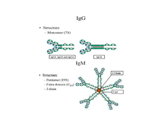 Antigen & Antibody.pptx role in immune systems | PPT
