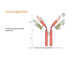 Antigen & Antibody.pptx role in immune systems | PPTX