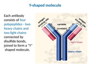 Antigen & Antibody.pptx role in immune systems | PPT
