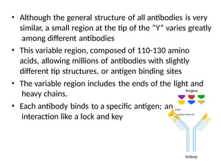 Antigen & Antibody.pptx role in immune systems | PPTX