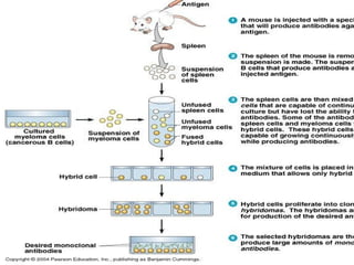 Antigen & Antibody.pptx role in immune systems | PPT