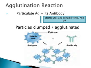  Particulate Ag + its Antibody
Electrolytes and suitable temp. And
pH
Particles clumped / agglutinated
 