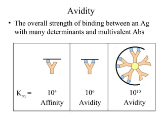Avidity
• The overall strength of binding between an Ag
with many determinants and multivalent Abs
Keq = 104
Affinity
106
Avidity
1010
Avidity
 