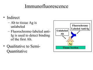 Immunofluorescence
• Indirect
– Ab to tissue Ag is
unlabeled
– Fluorochrome-labeled anti-
Ig is used to detect binding
of the first Ab.
Ag
Fluorochrome
Labeled Anti-Ig
Tissue Section
Unlabeled
Ab
• Qualitative to Semi-
Quantitative
 