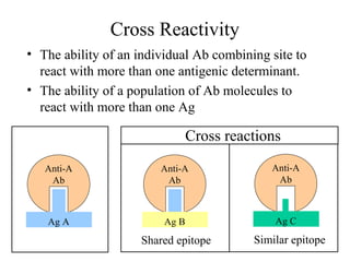 Cross Reactivity
• The ability of an individual Ab combining site to
react with more than one antigenic determinant.
• The ability of a population of Ab molecules to
react with more than one Ag
Anti-A
Ab
Ag A
Anti-A
Ab
Ag B
Shared epitope
Anti-A
Ab
Ag C
Similar epitope
Cross reactions
 