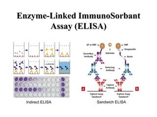 Enzyme-Linked ImmunoSorbantEnzyme-Linked ImmunoSorbant
Assay (ELISA)Assay (ELISA)
Indirect ELISA Sandwich ELISA
 