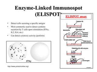 Enzyme-Linked ImmunospotEnzyme-Linked Immunospot
(ELISPOT)(ELISPOT)
• Detect cells secreting a specific antigen
• Most commonly used to detect cytokine
secretion by T cells upon stimulation (IFNγ,
IL2, IL4, etc.)
• Can detect cytotoxic activity (perforin)
IFNγ
http://www.protcol-online.org/
 