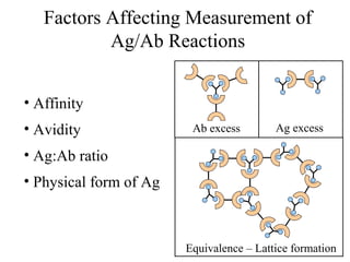 Factors Affecting Measurement of
Ag/Ab Reactions
• Affinity
• Avidity
• Ag:Ab ratio
• Physical form of Ag
Ab excess Ag excess
Equivalence – Lattice formation
 