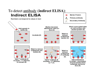 To detect antibody (indirect ELISA):
 