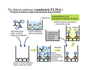 To detect antigen (sandwich ELISA):
 
