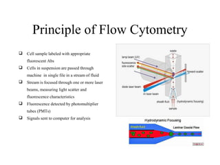 Principle of Flow Cytometry
 Cell sample labeled with appropriate
fluorescent Abs
 Cells in suspension are passed through
machine in single file in a stream of fluid
 Stream is focused through one or more laser
beams, measuring light scatter and
fluorescence characteristics
 Fluorescence detected by photomultiplier
tubes (PMTs)
 Signals sent to computer for analysis
 