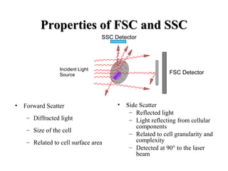 Properties of FSC and SSCProperties of FSC and SSC
• Forward Scatter
– Diffracted light
– Size of the cell
– Related to cell surface area
• Side Scatter
– Reflected light
– Light reflecting from cellular
components
– Related to cell granularity and
complexity
– Detected at 90° to the laser
beam
Incident Light
Source FSC Detector
SSC Detector
 
