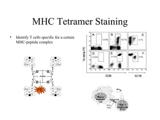 MHC Tetramer Staining
• Identify T cells specific for a certain
MHC-peptide complex
PE
CD8+
T
lymphocyte
(CTL)
Mature
Dendritic
Cell
HLA
Peptide
TCR
 