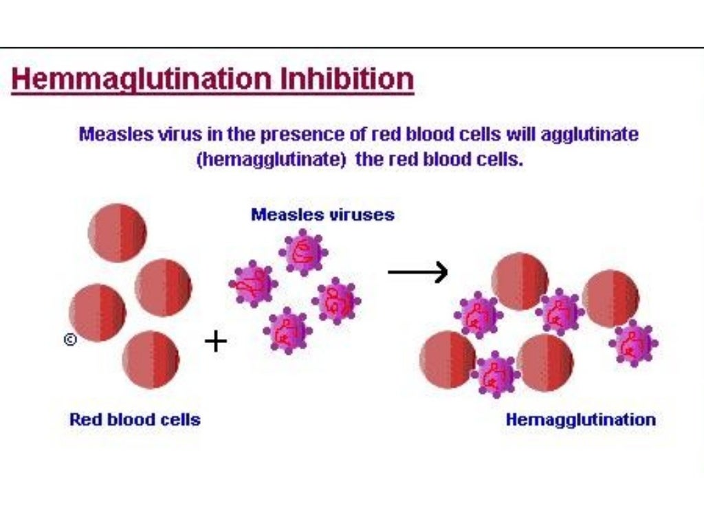Antigen antibody interaction