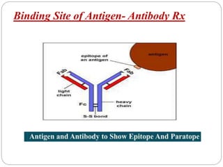 Binding Site of Antigen- Antibody Rx
 