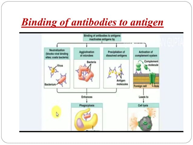 Antigen antibody interaction .pptx 1 | PPTX | Chemistry | Science