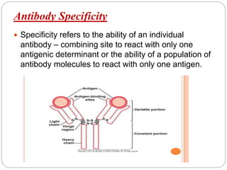 Antibody Specificity
 Specificity refers to the ability of an individual
antibody – combining site to react with only one
antigenic determinant or the ability of a population of
antibody molecules to react with only one antigen.
 