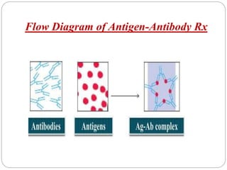 Flow Diagram of Antigen-Antibody Rx
 