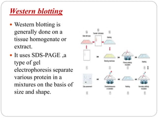 Western blotting
 Western blotting is
generally done on a
tissue homogenate or
extract.
 It uses SDS-PAGE ,a
type of gel
electrophoresis separate
various protein in a
mixtures on the basis of
size and shape.
 