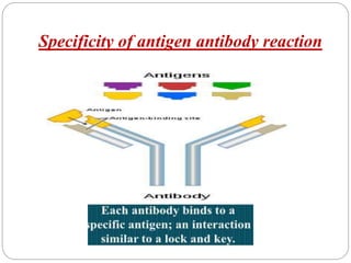Specificity of antigen antibody reaction
 