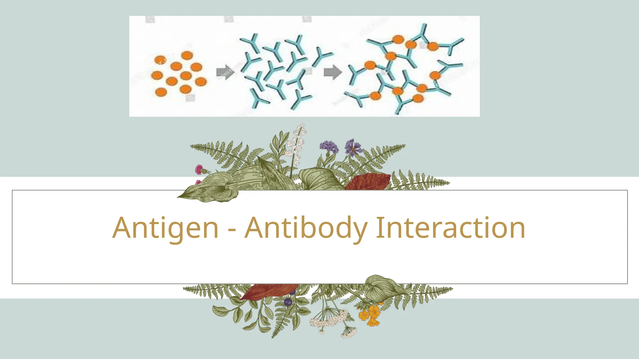 ANTIGEN ANTIBODY INTERACTION IN IMMUNOLOGY | PPTX